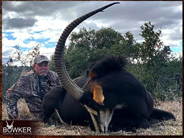 Trophy Hunting South Africa 58 Sable antelope trophy hunted in South Africa.
