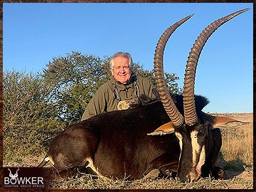 Trophy Hunting South Africa 59 South African Sable Antelope safari.