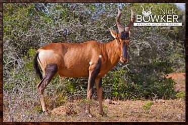 Red hartebeest trophies are include in many of our packages