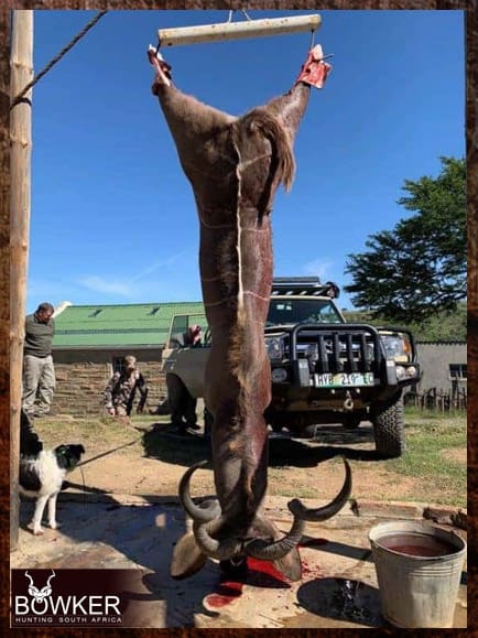 Kudu shot while trophy hunting in South Africa Kudu shot while trophy hunting in South Africa