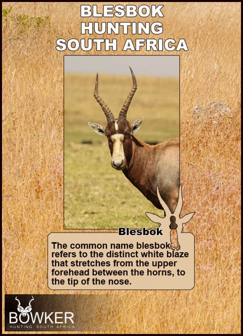 Blesbok have a distinct white face.