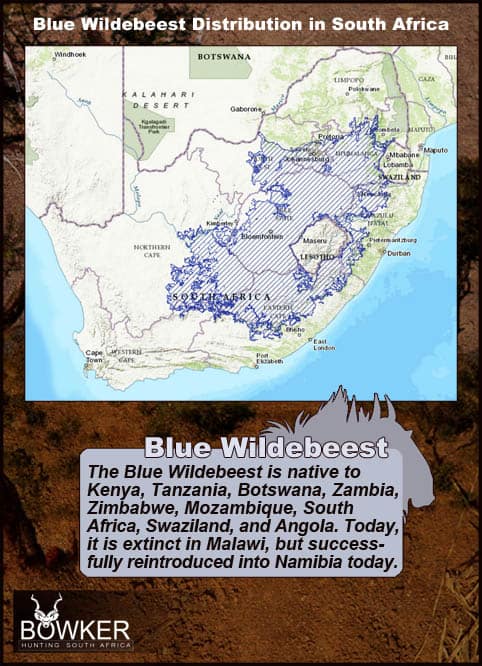 Blue Wildebeest Hunting - Wildebeest Hunts Tips & Techniques 27 Distribution in South Africa