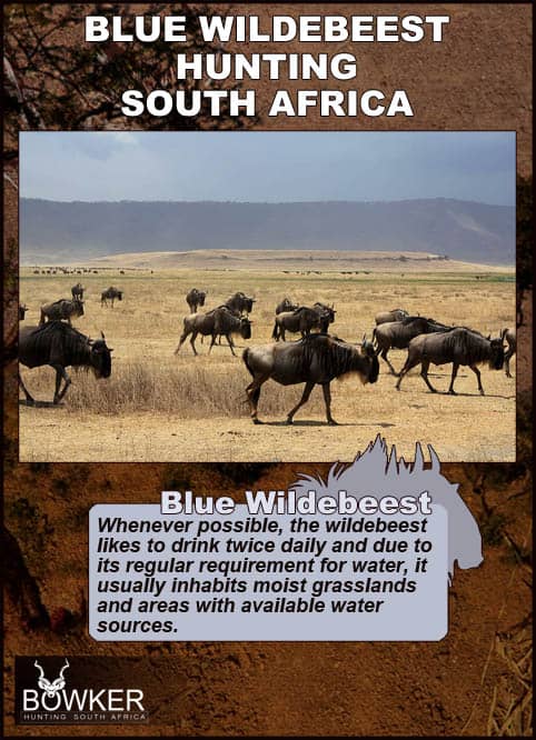 Blue Wildebeest Hunting - Wildebeest Hunts Tips & Techniques 30 Blue Wildebeest drink twice daily.