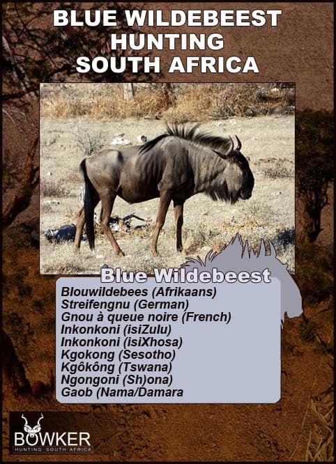 Blue Wildebeest Hunting - Wildebeest Hunts Tips & Techniques 25 Blue wildebeest local names in South Africa.