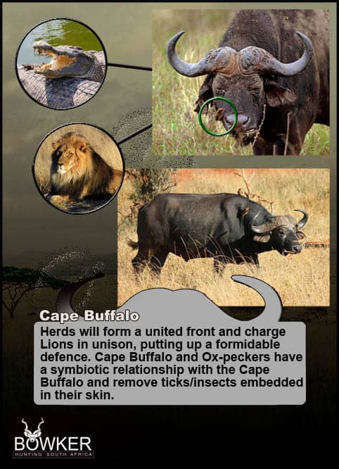 Cape Buffalo predators include mostly lion