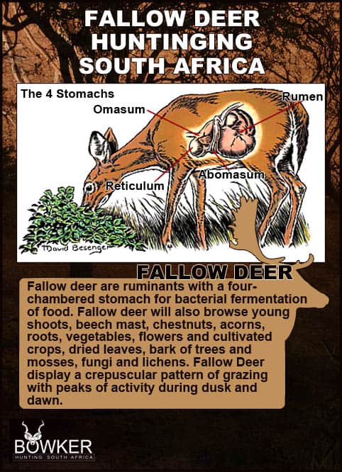 Fallow Deer Hunting South Africa - Hunt Fallow Deer in the East Cape 30 Fallow deer digestion