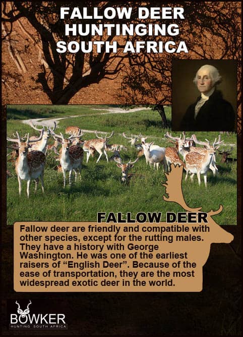 Fallow Deer Hunting South Africa - Hunt Fallow Deer in the East Cape 32 Herd behaviour and habitat.