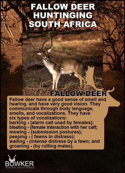 Different vocalisations of the fallow Deer when fallow deer hunting in South Africa.