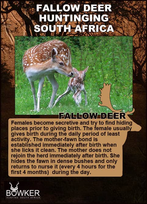 Fallow Deer Hunting South Africa - Hunt Fallow Deer in the East Cape 29 Fallow Deer fawns and nursing.
