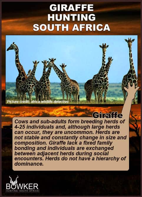 Giraffe herd on the plains. Giraffe herd sizes vary from 4 - 25.