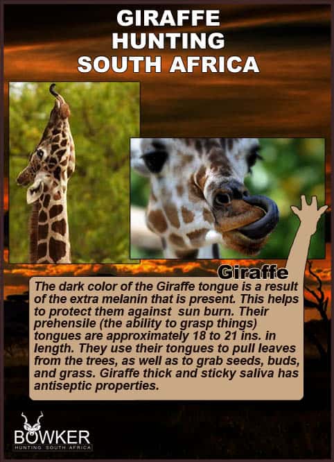 Giraffe hunting in South Africa. Giraffe have a prehensile tounge.