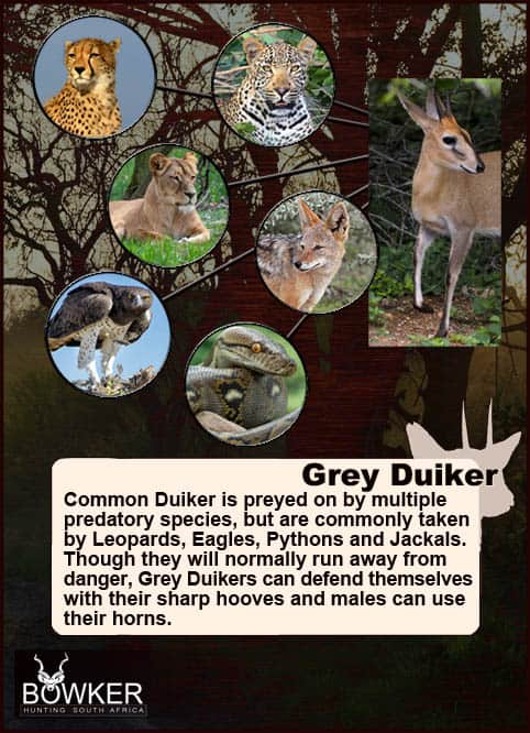 Predators of the grey duiker.