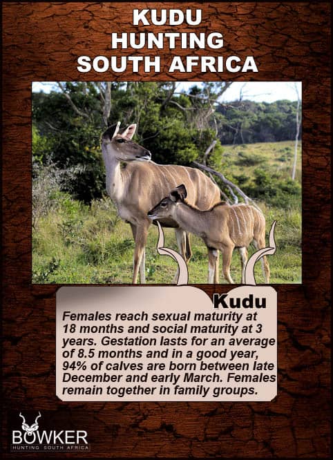 Kudu cow and calf.