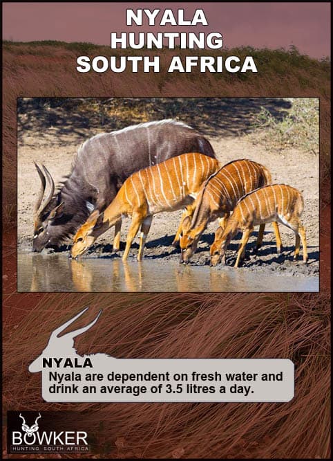Nyala male and females drinking.