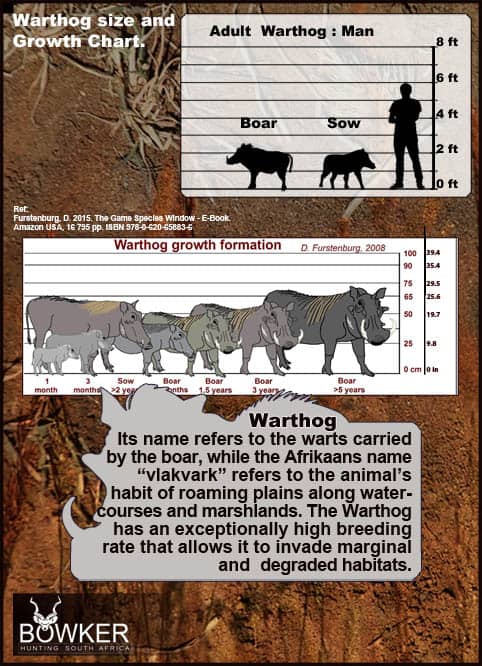 Warthog size and growth chart.