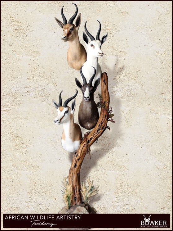 African Hunting Packages - Calculate Your Africa Safari Hunt Trip Cost 25 Springbok slam combination. African safari hunt cost