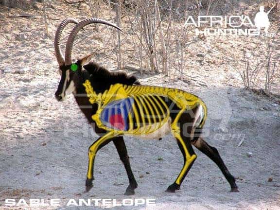Vital organs for Sable antelope hunting. Horn length should be approximately 38 - 40 inches. Shot placement