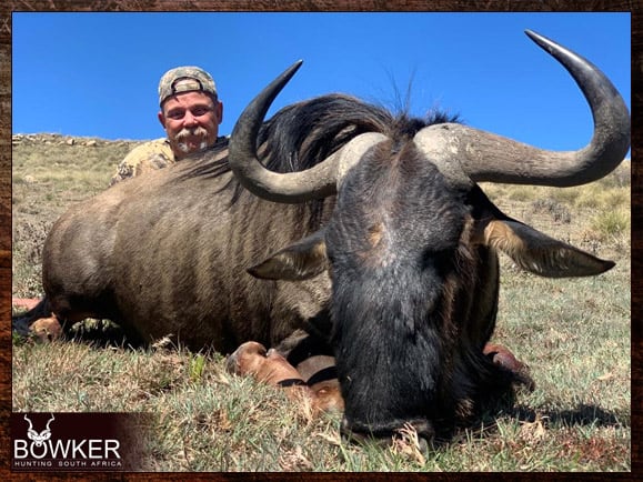 Blue Wildebeest Hunting - Wildebeest Hunts Tips & Techniques 11 Blue wildebeest hunting in South Africa
