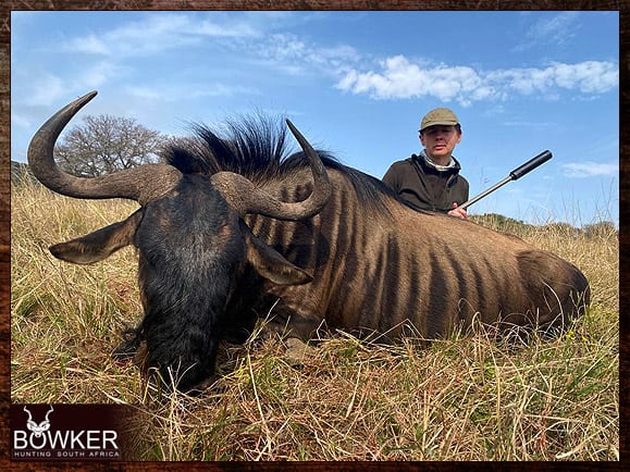 Blue Wildebeest Hunting - Wildebeest Hunts Tips & Techniques 6 Discount african blue wildebeest hunt safari with Nick bowker.