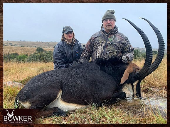 Sable Antelope harvested in 2023.