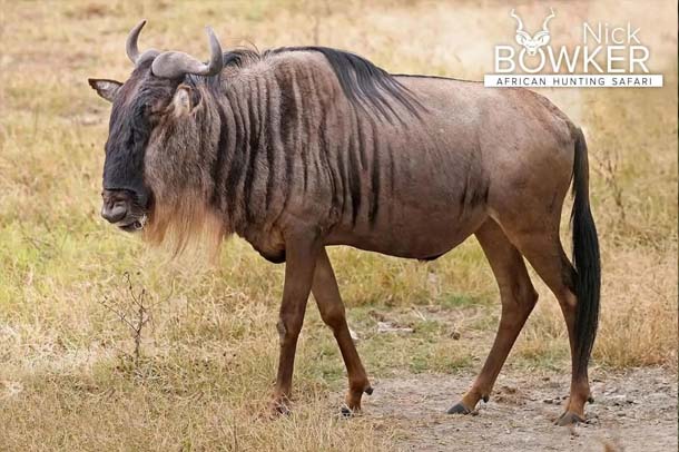 Blue Wildebeest male standing on the plains. Males have a blackface when mature. Blue Wildebeest male standing on the plains. Males have a blackface when mature.
