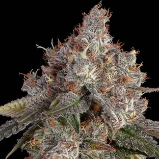 Coffee Shop Seeds | Premier Source for Marijuana Seeds