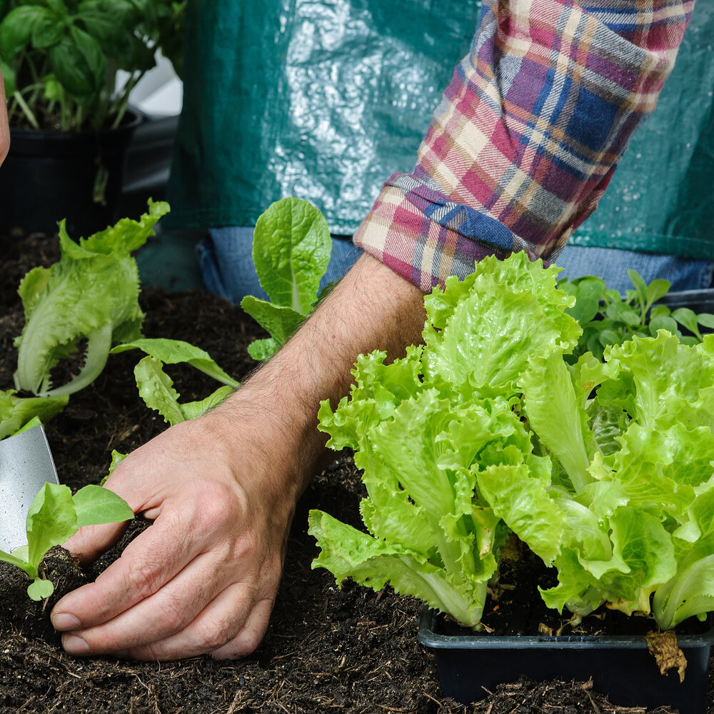 Grow your own: a beginner’s guide to gardening