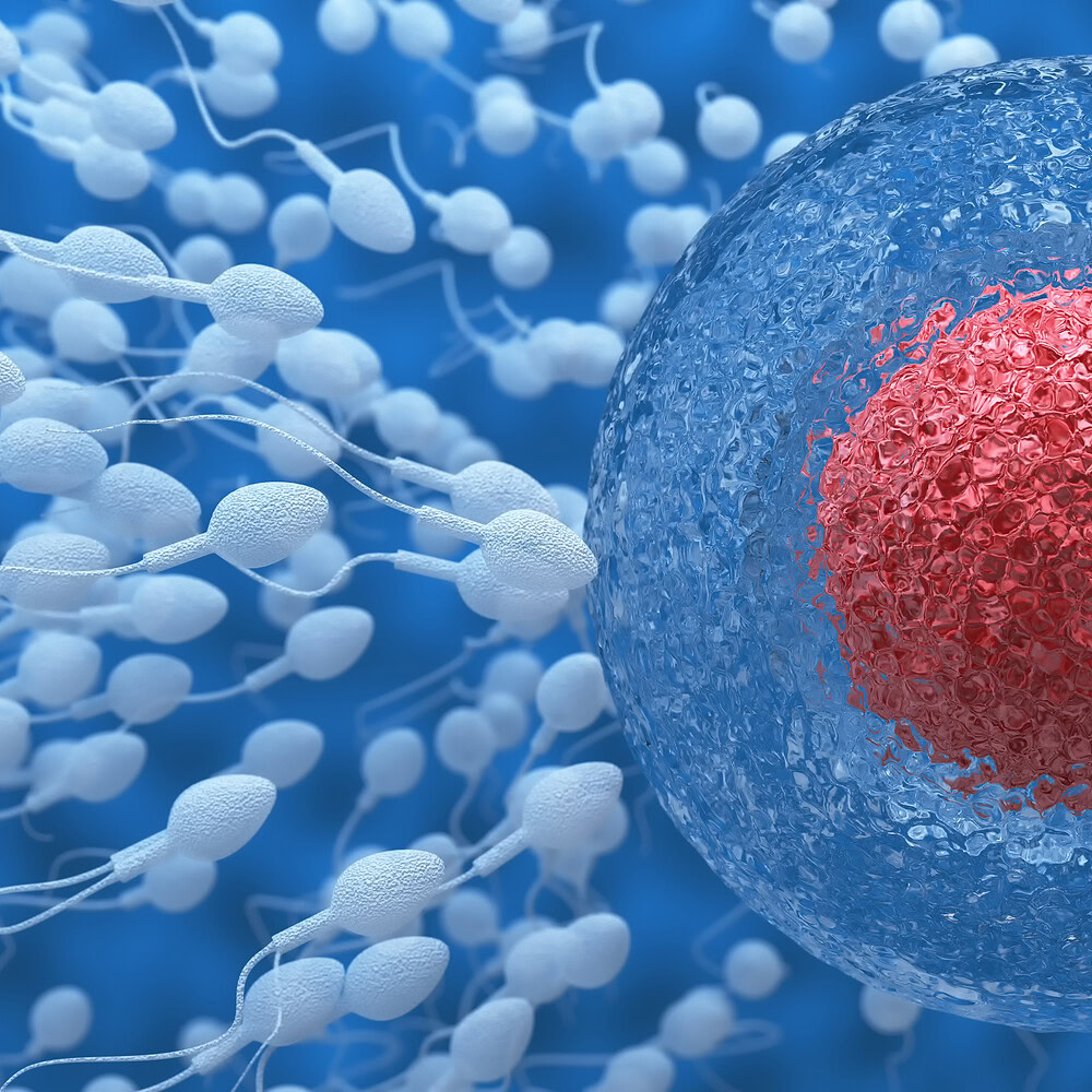 Fertility: how to get pregnant with functional nutrition