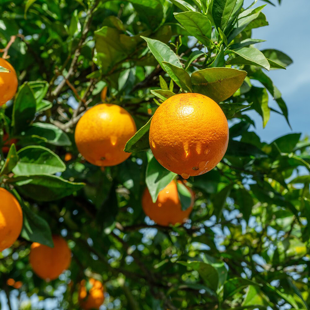 Indulge in oranges this winter