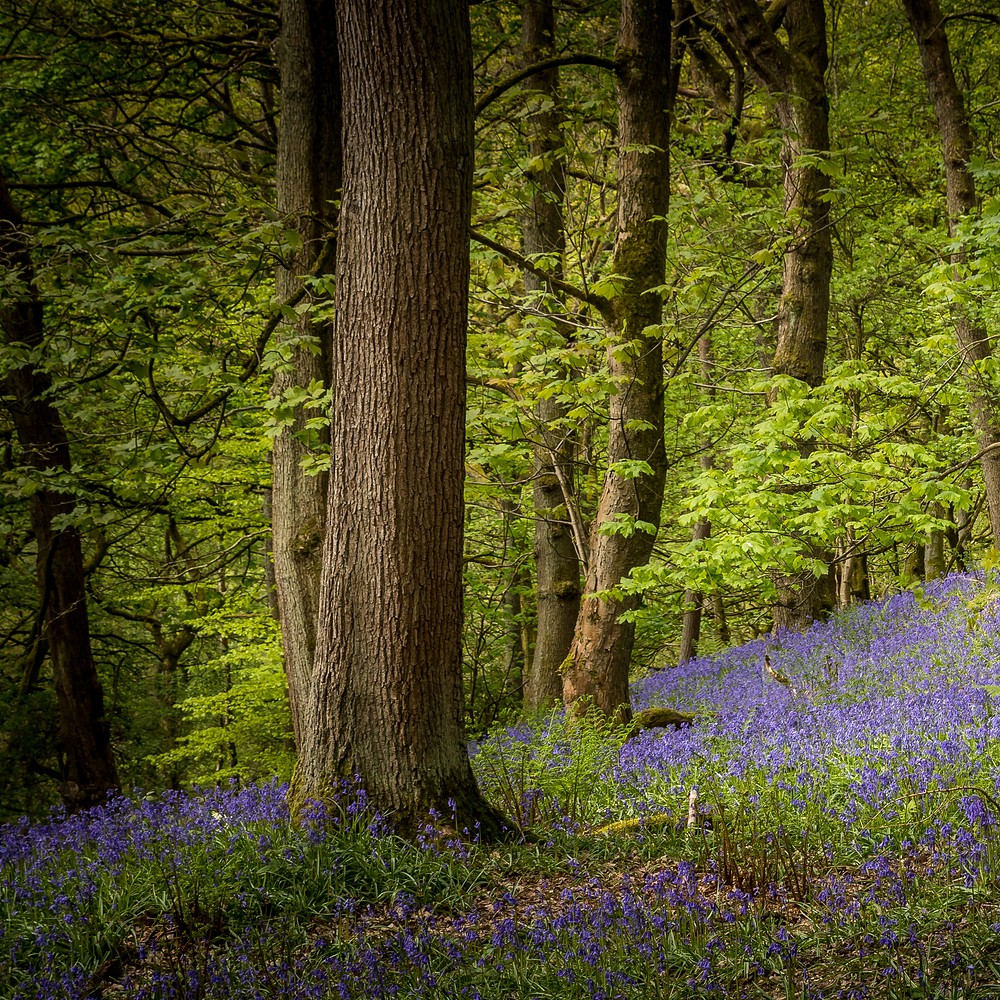 Choose to blossom in nature this spring