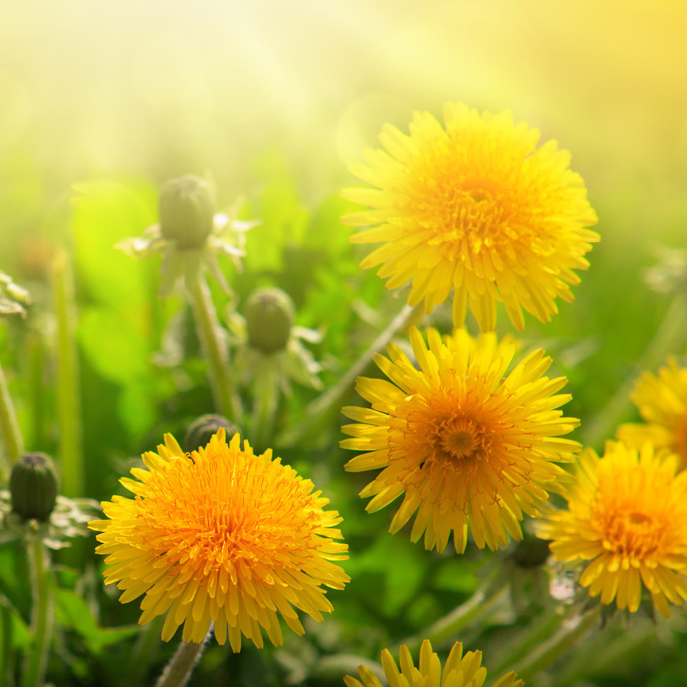 If life gives you dandelion&#8230;