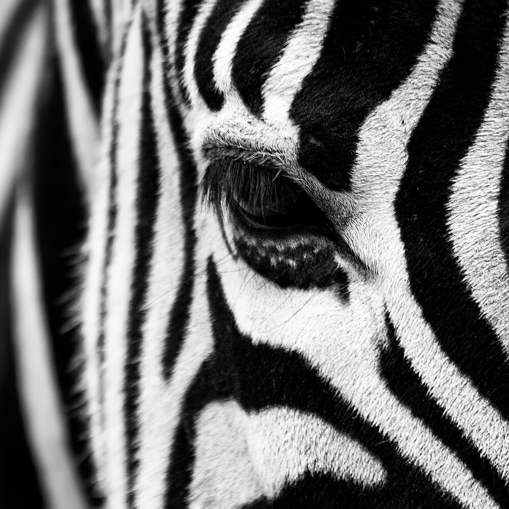 Ehlers-Danlos Syndromes: what part does nutrition play?