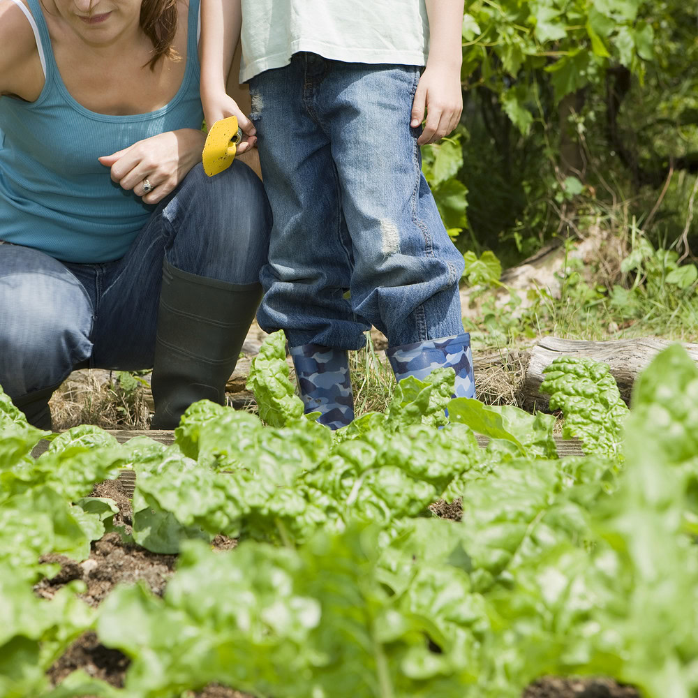 Plotting for wellness: how allotments are supporting health and happiness 