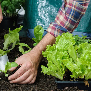 Grow your own: a beginner’s guide to gardening
