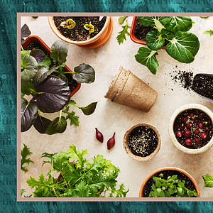 Can't buy it? Grow it!