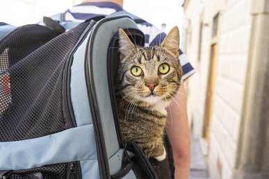 Chats : les meilleurs sacs de transport