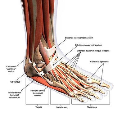 CrossFit  Bones of the Foot and Ankle