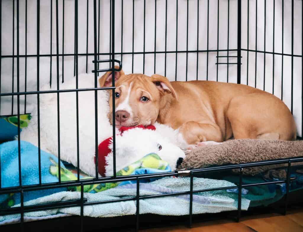 How to effectively crate train a puppy online