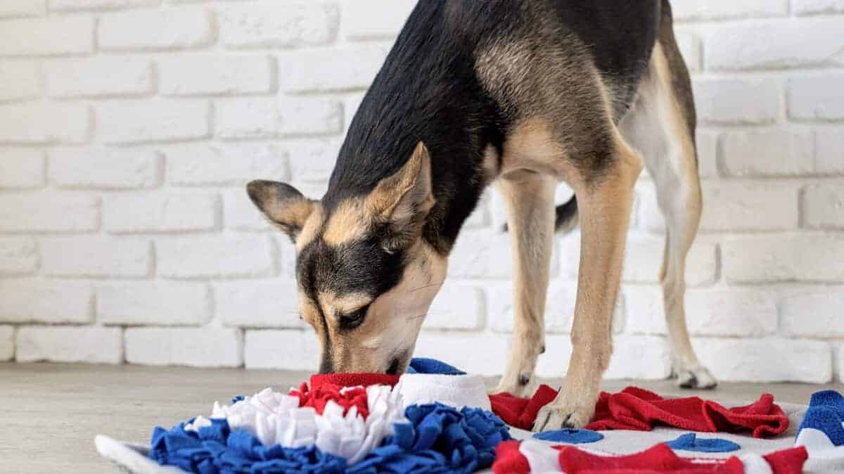 Snuffle rug dogs sale