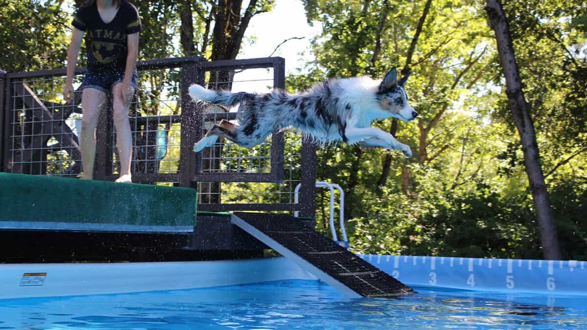 Dock Diving: An Exciting Sport for Every Dog and Owner