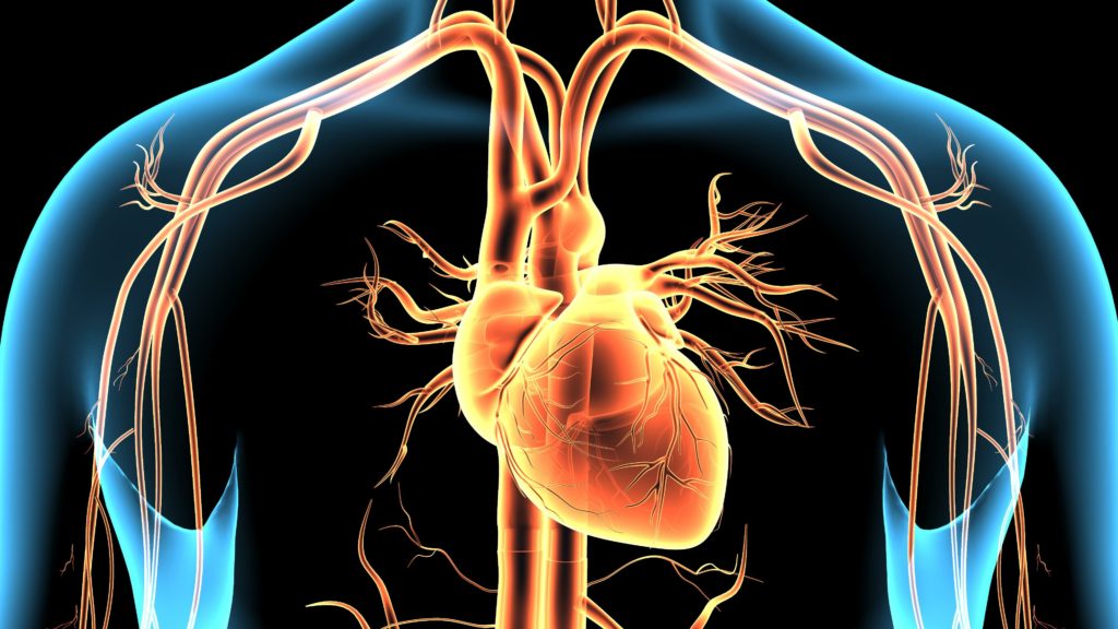 3d illustration human body heart and veins and heart disease