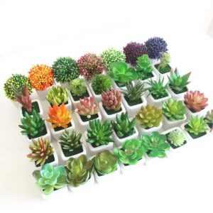 Mini Cactus Succulent bonsaï en Pot pour décoration de bureau