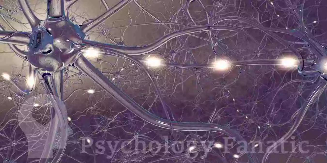 Neurobiology. Psychology Fanatic Feature Image