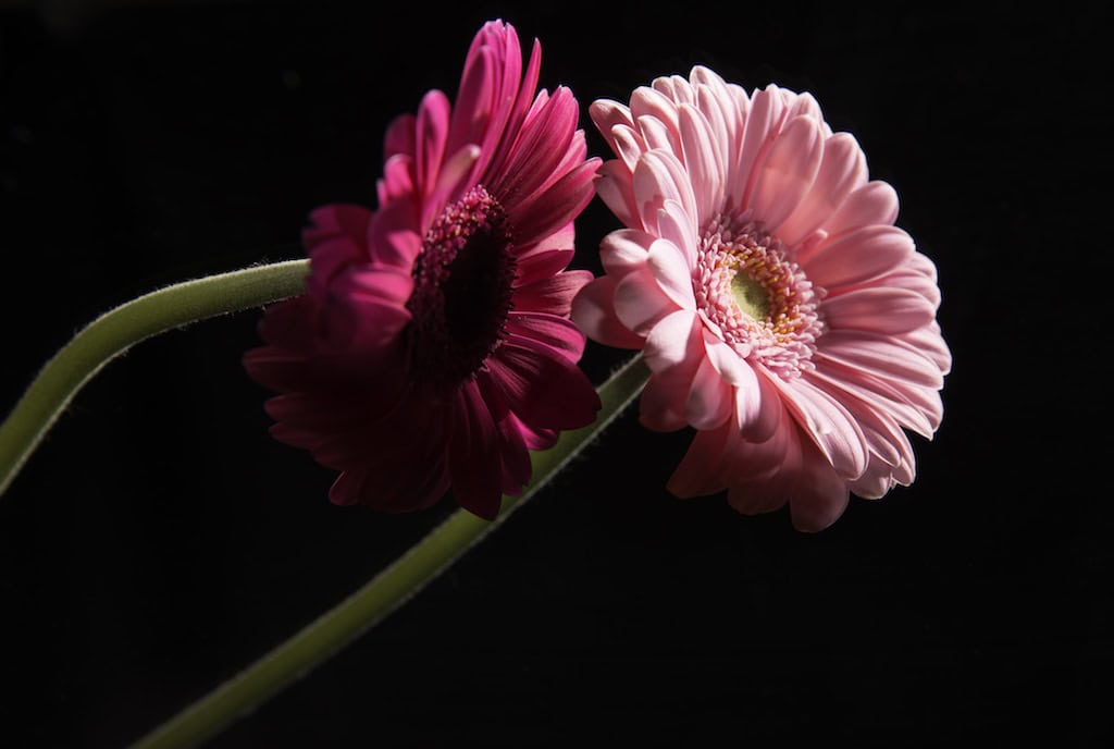 bloem-gerbera-roze-verzinhet-fotografie